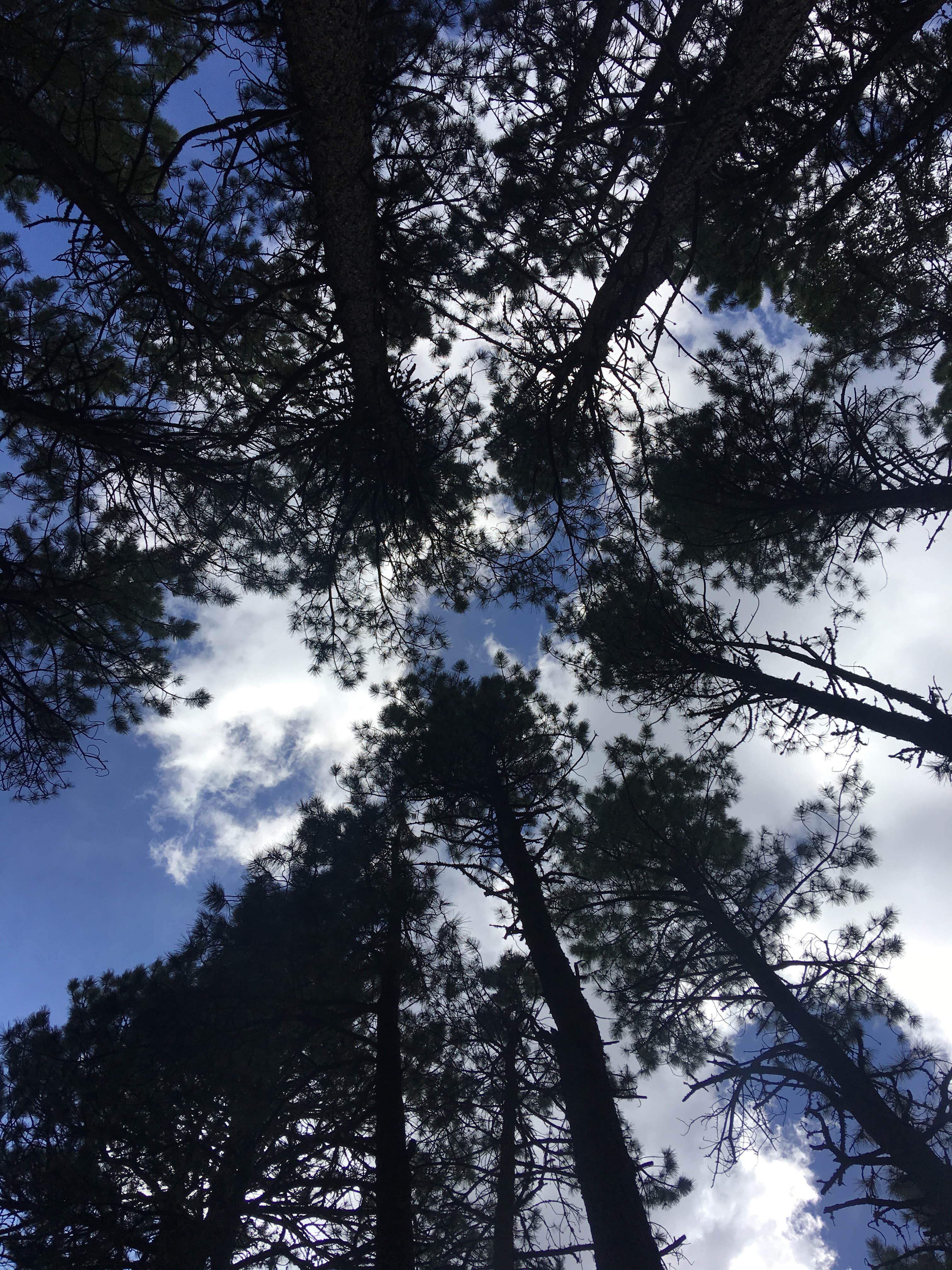 Camper-submitted photo at Sportsman’s Campground & Mountain Cabins near South Fork, CO