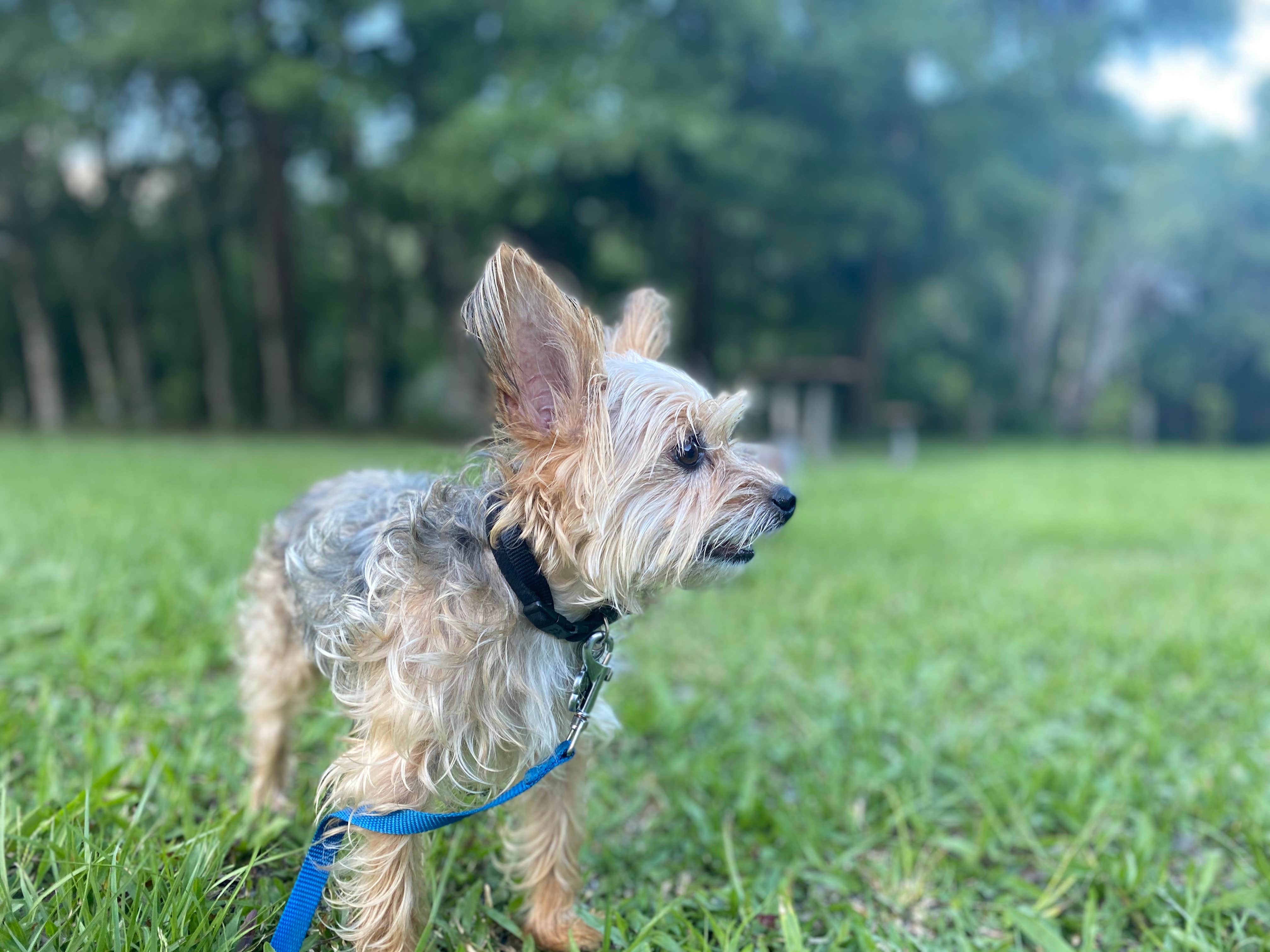 Alyssa D.'s photo of camping with pets at Potts Preserve - River Primitive Campground (North Hooty Point Road) near Bushnell, FL