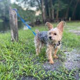 Review photo of Potts Preserve - River Primitive Campground (North Hooty Point Road) by Alyssa D., June 13, 2020