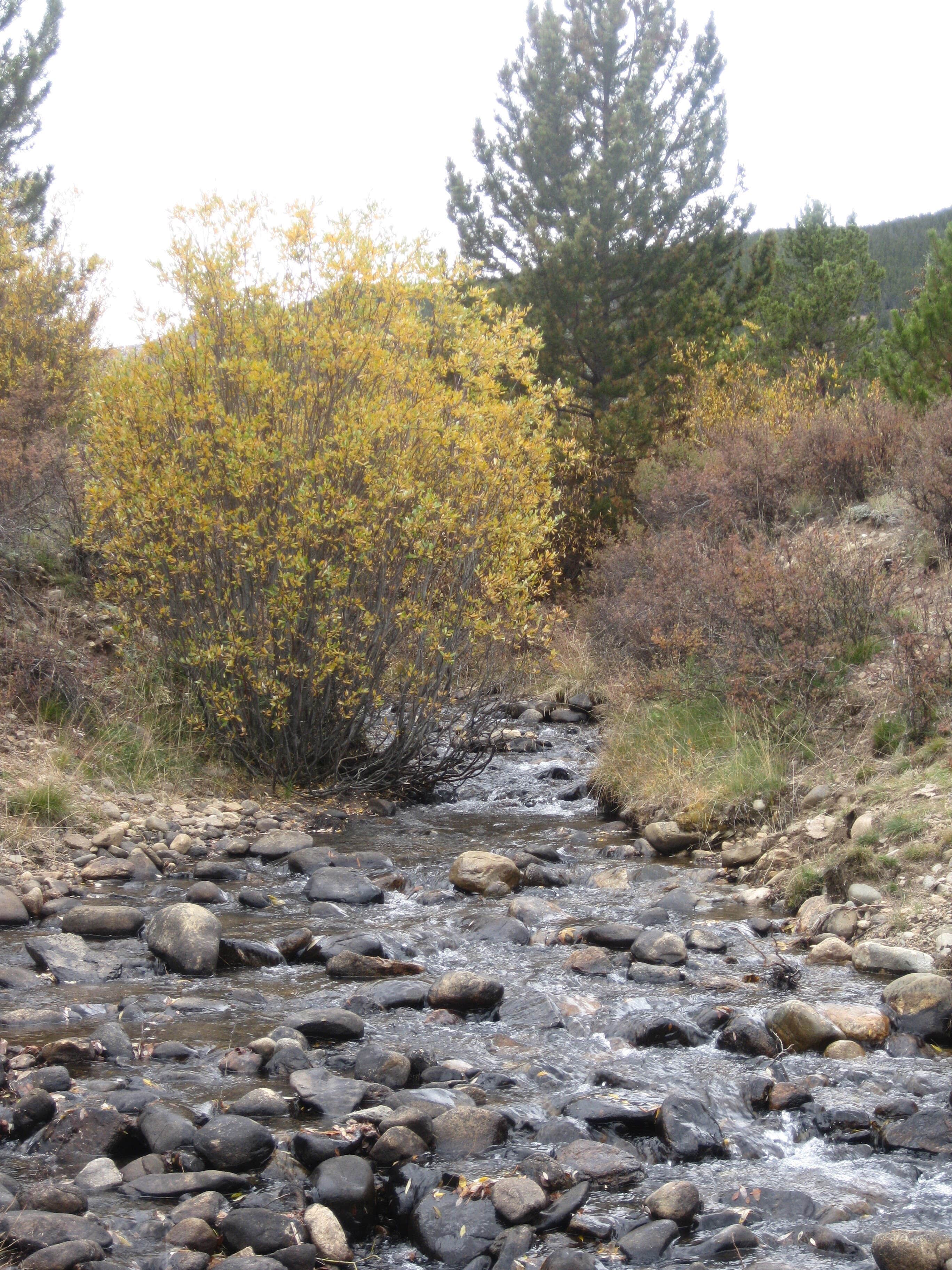 Camper submitted image from Bruno Gulch Dispersed - 5