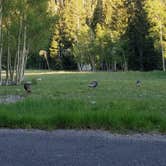 Review photo of Wheeler Peak Campground — Great Basin National Park by Pat S., June 13, 2020