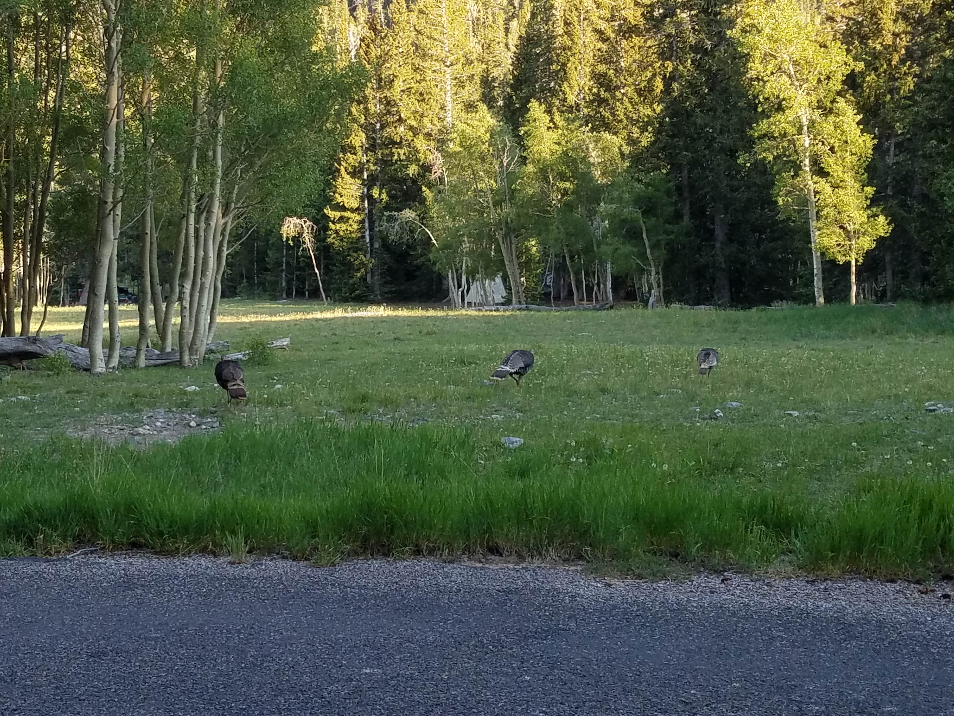 Camper submitted image from Wheeler Peak Campground — Great Basin National Park - 3