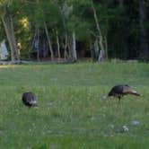 Review photo of Wheeler Peak Campground — Great Basin National Park by Pat S., June 13, 2020