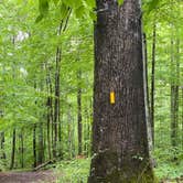 Review photo of Natural Tunnel State Park Campground by Rachael H., June 11, 2020