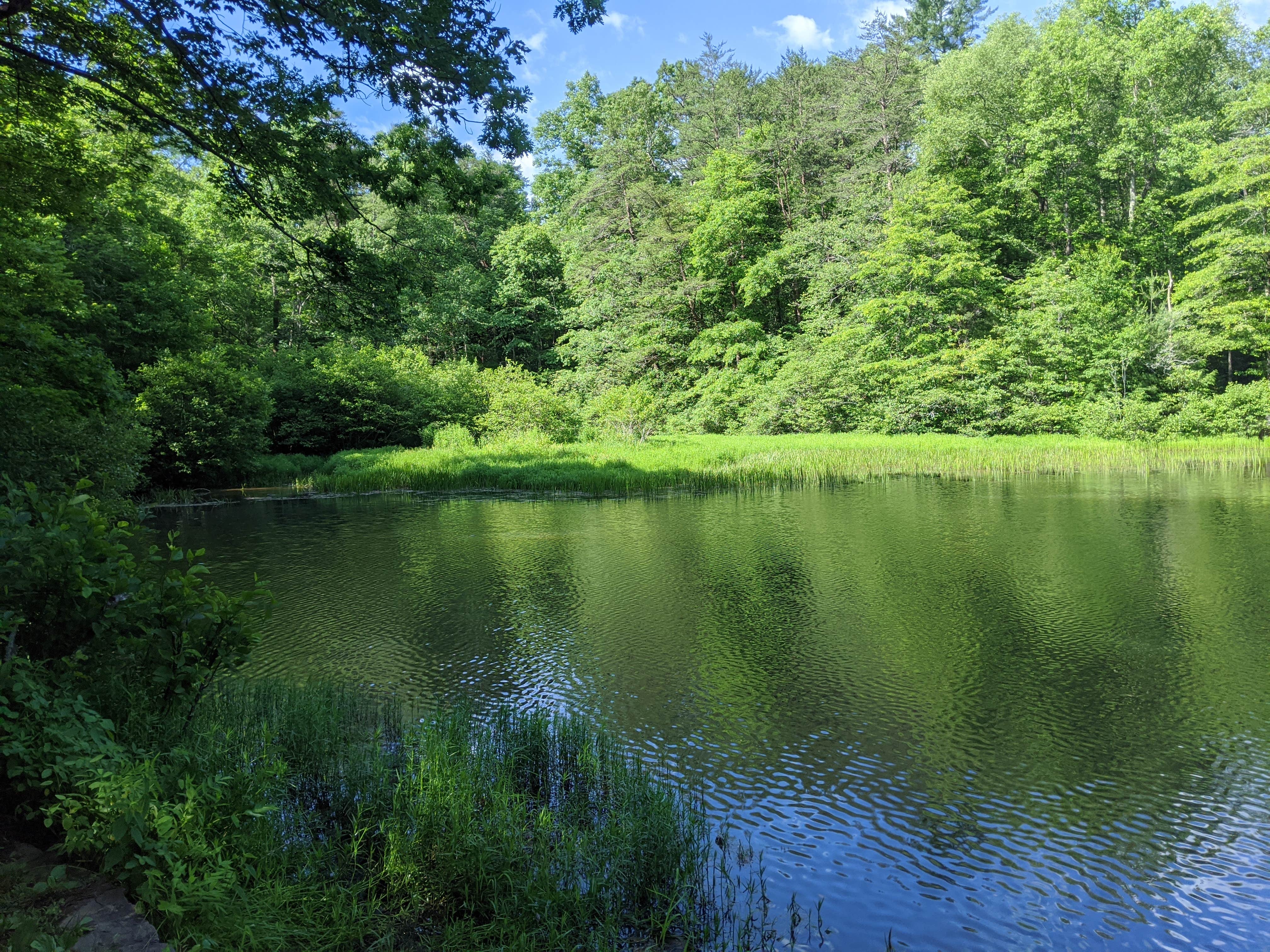 Camper submitted image from Dockery Lake Campground - 3