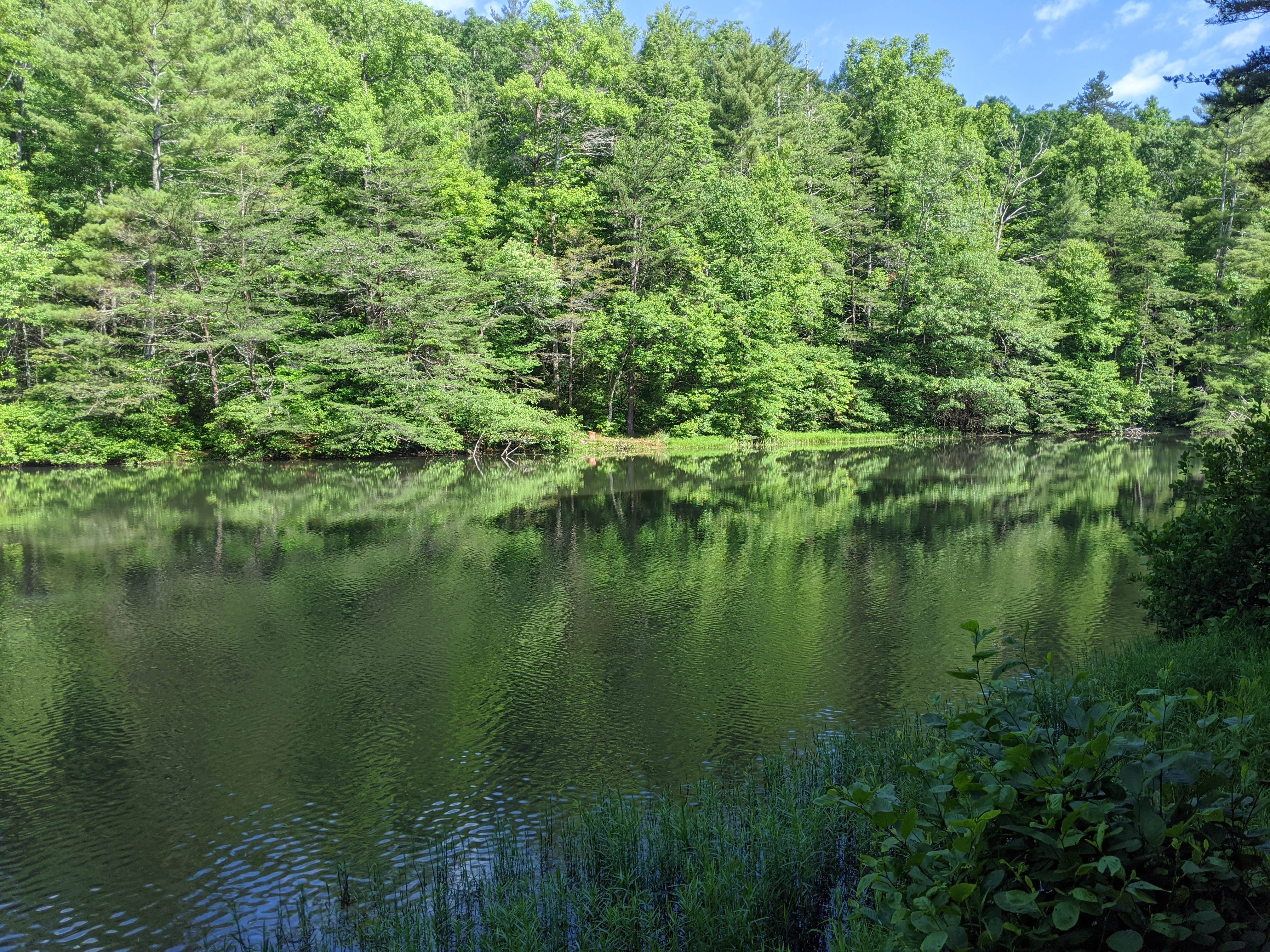 Camper submitted image from Dockery Lake Campground - 2