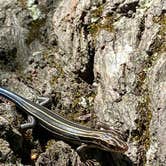 Review photo of Hanging Rock State Park Campground by Rachael H., June 13, 2020