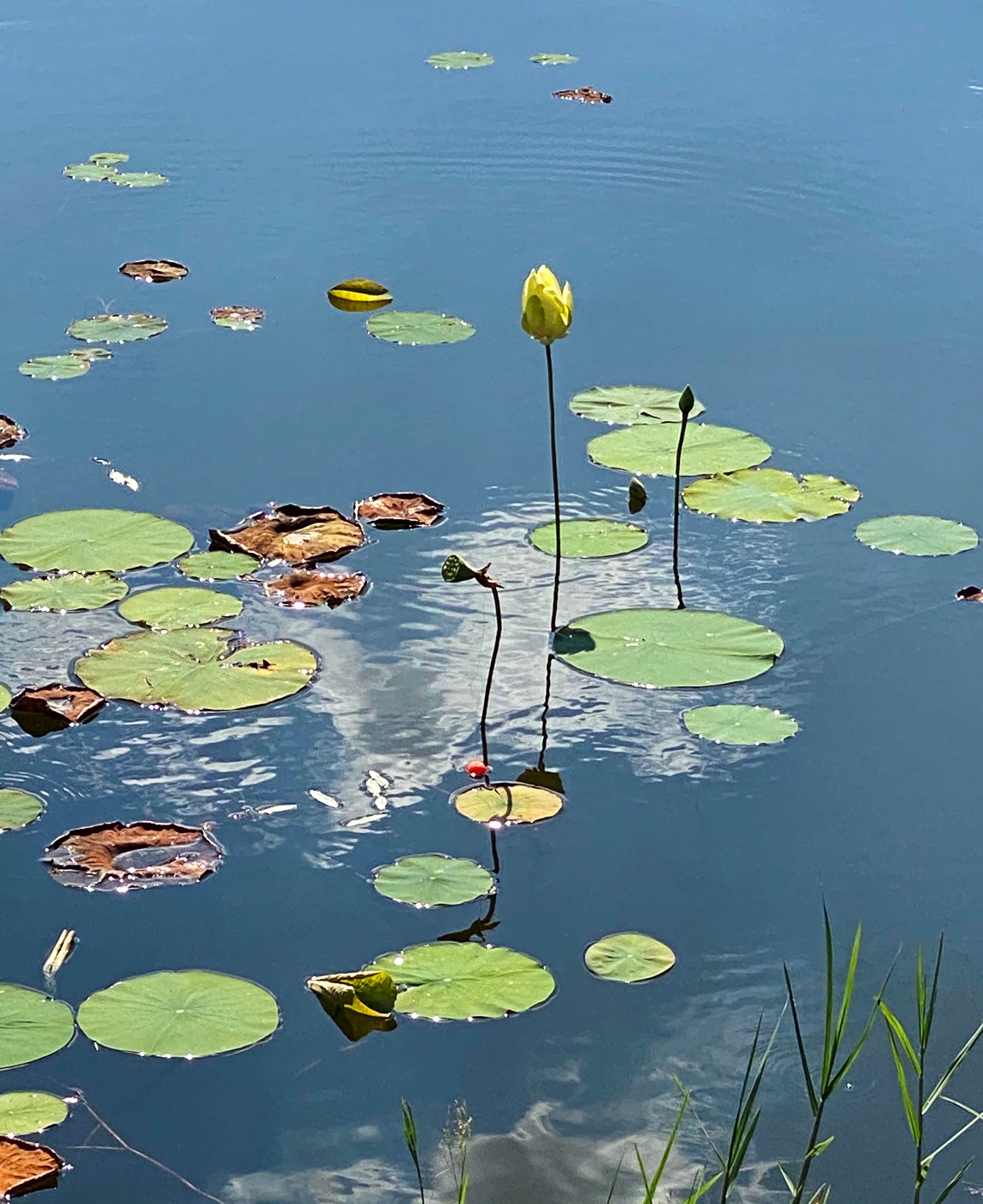 Martin Creek Lake State Park Campground
