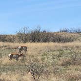 Review photo of Cieneguita Dispersed Camping Area - Las Cienegas National Conservation Area by Josie G., June 14, 2020