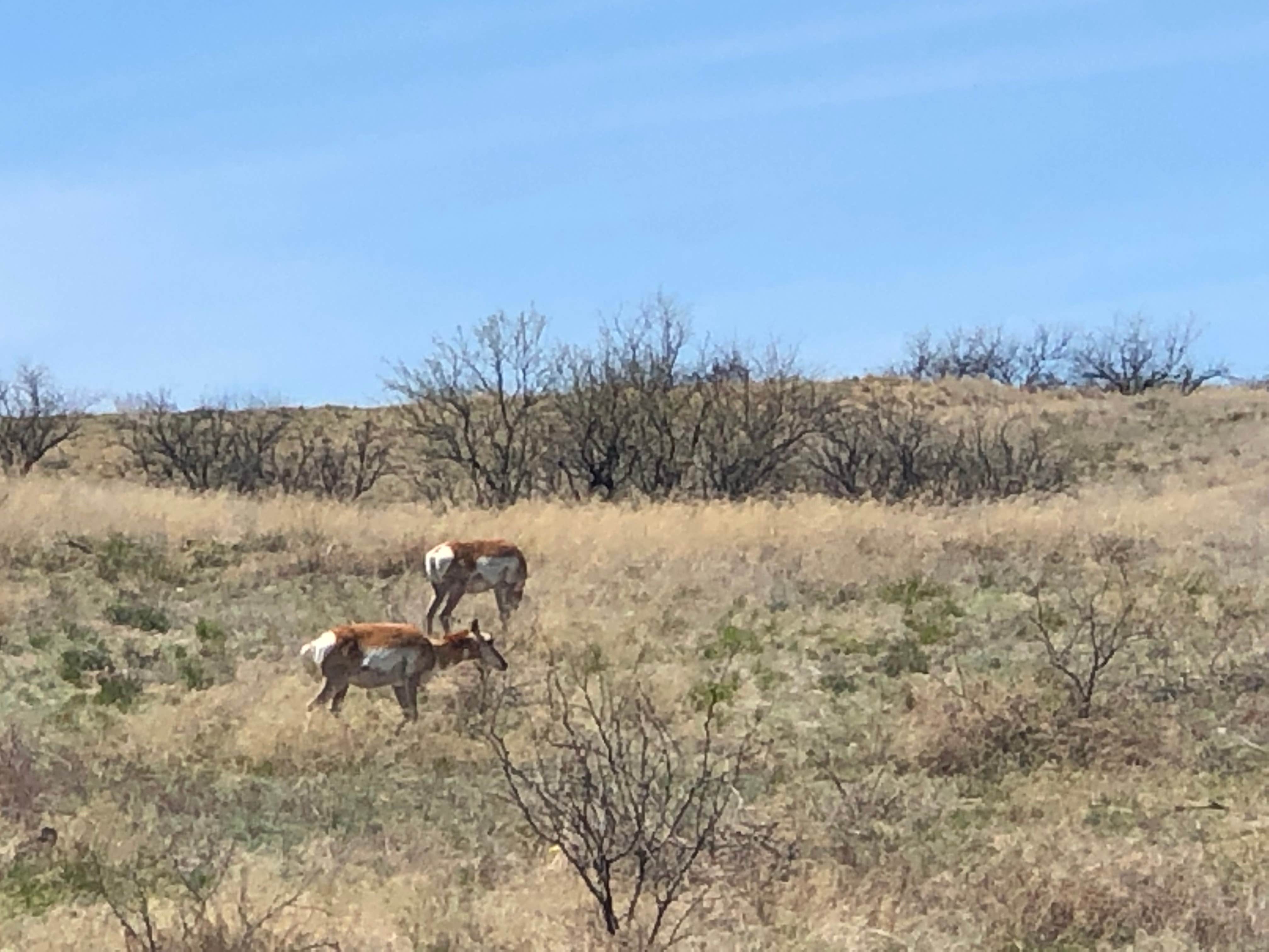 Camper submitted image from Cieneguita Dispersed Camping Area - Las Cienegas National Conservation Area - 2