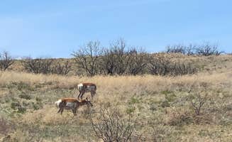 Josie G.'s photo of camping with pets at Cieneguita Dispersed Camping Area - Las Cienegas National Conservation Area near Arivaca, AZ