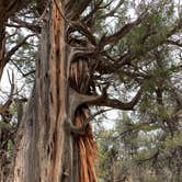 Review photo of Lake View RV Campground - Escalante Petrified Forest State Park by Lea  S., June 14, 2020