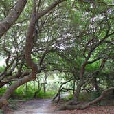 Review photo of False Cape State Park Campground by Chris B., July 1, 2016