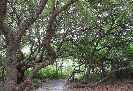 Camper submitted image from False Cape State Park Campground - 2