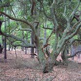 Review photo of False Cape State Park Campground by Chris B., July 1, 2016