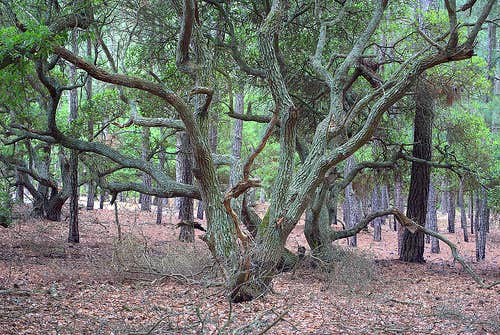 Camper submitted image from False Cape State Park Campground - 1