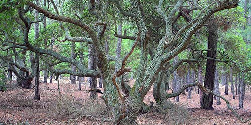 Camper submitted image from False Cape State Park Campground