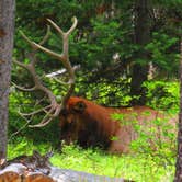 Review photo of Colter Bay Tent Village at Colter Bay Village — Grand Teton National Park by Sarah C., June 14, 2020