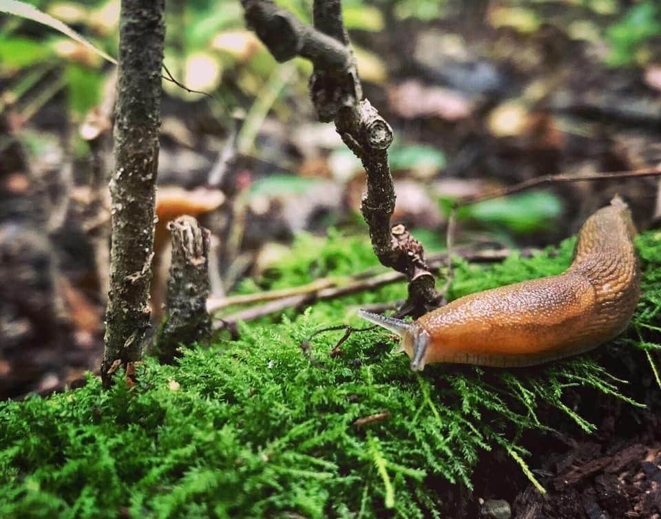 Camper-submitted photo at Green Lake Rustic Campground — Waterloo Recreation Area near New Hudson, MI