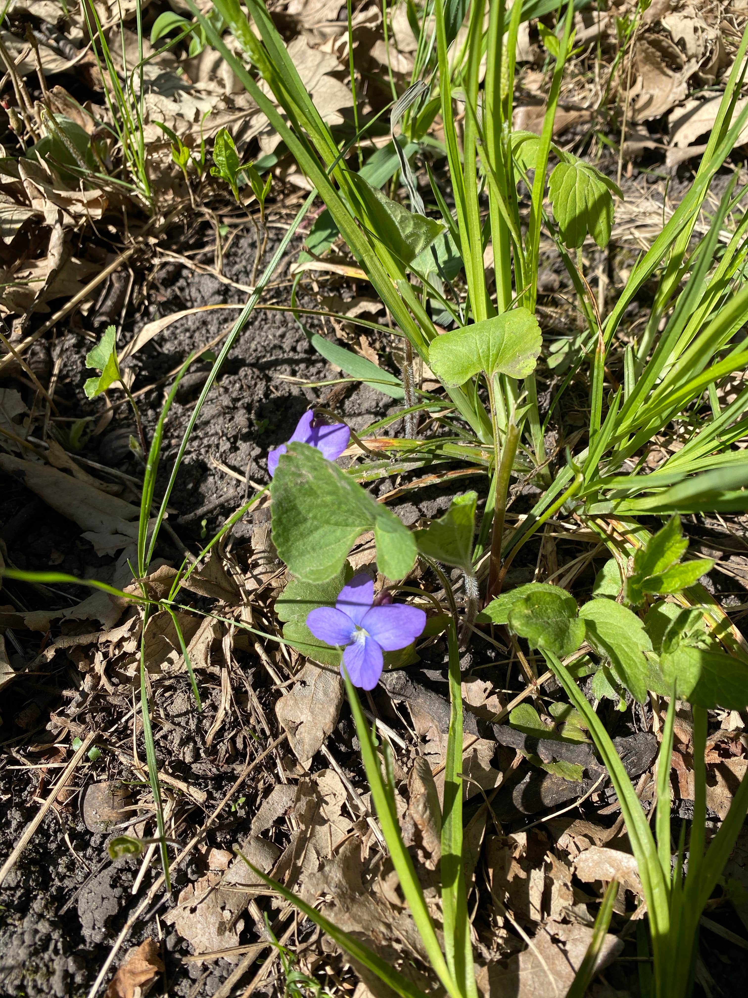 Camper-submitted photo at Monson Lake State Park Campground near Willmar, MN