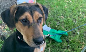 Amanda P.'s photo of camping with pets at Hi-Tide Beach & Campgrounds near Eola, IL