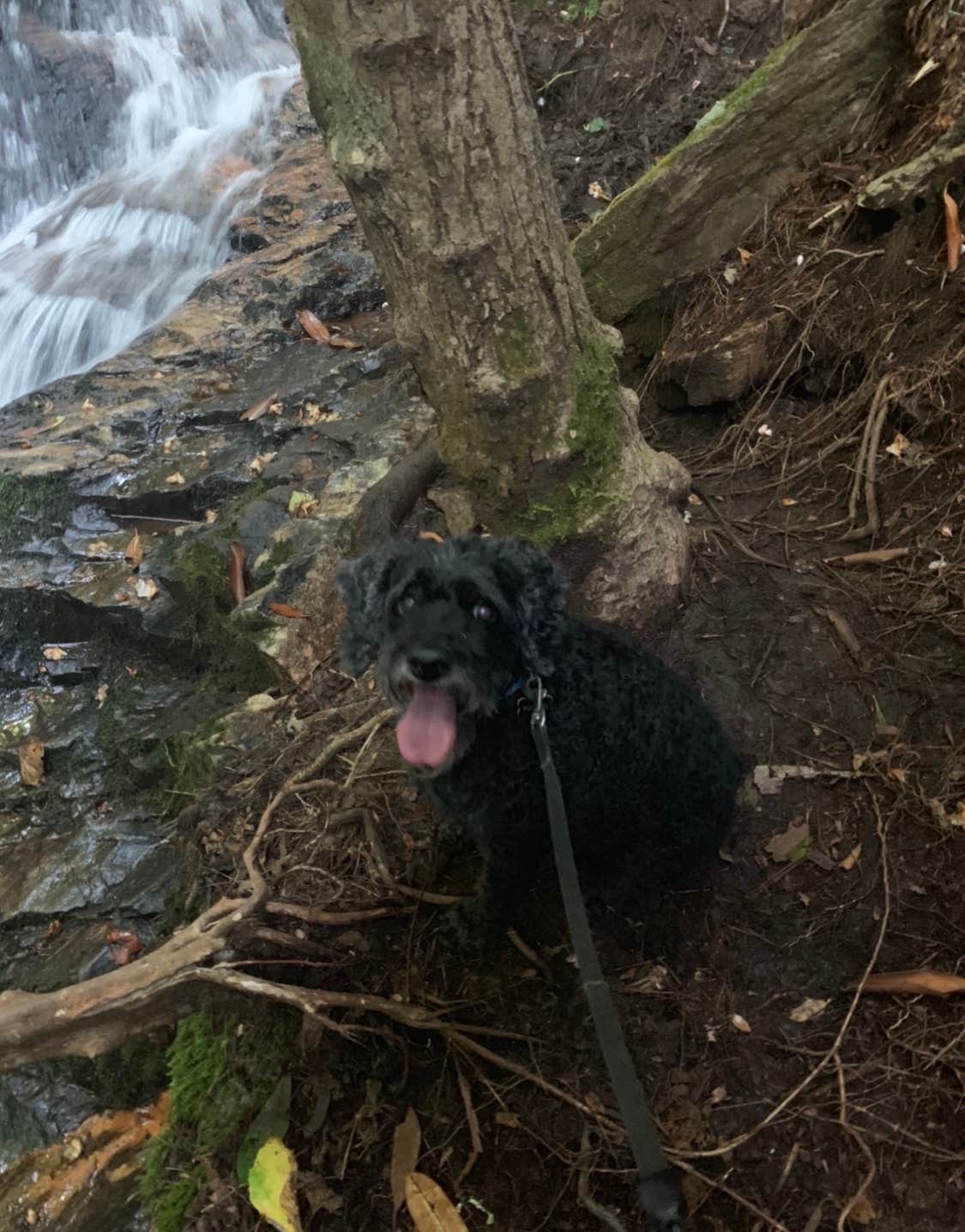 Anjanel P.'s photo of camping with pets at Spacious Skies Bear Den near Hampton, TN