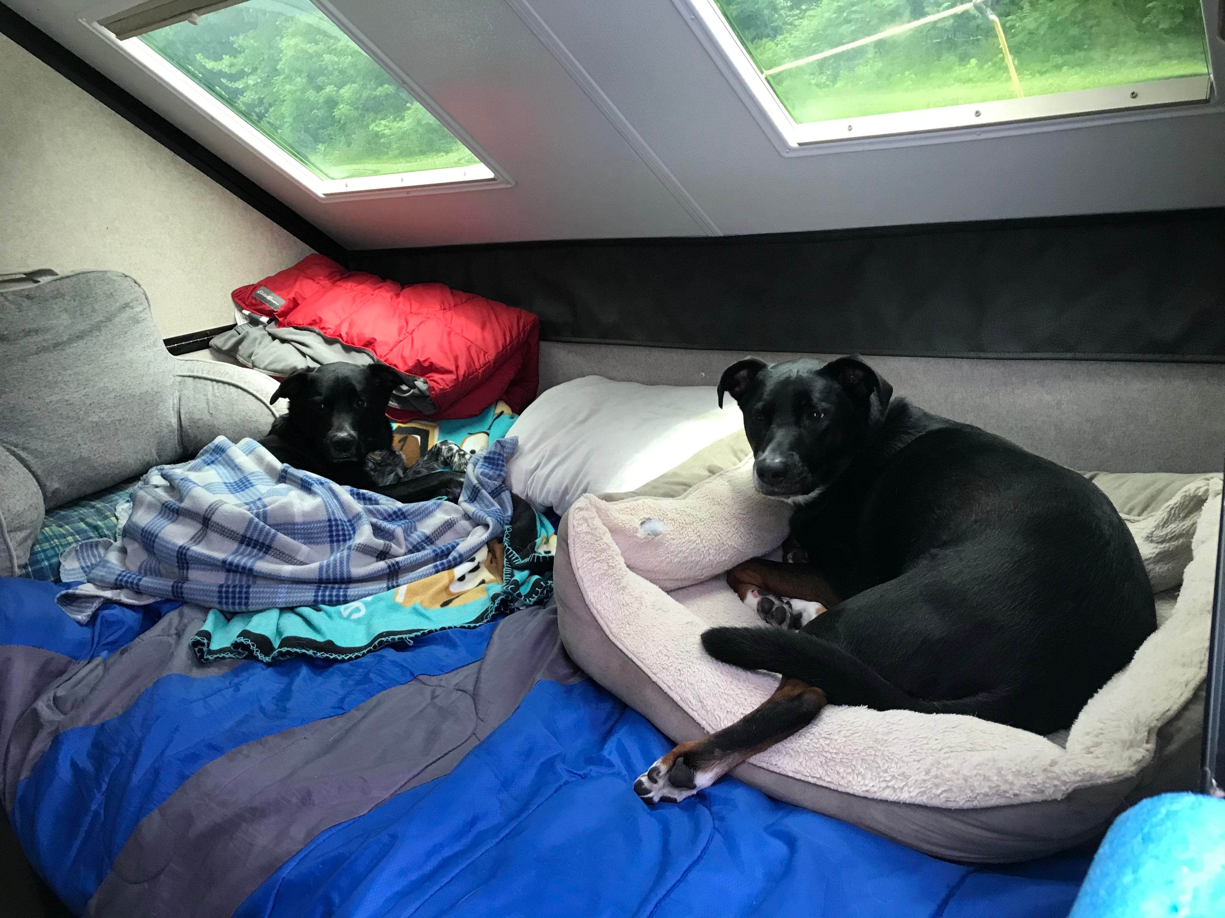 Shannon G.'s photo of camping with pets at Bicentennial Campground near Vienna, WV