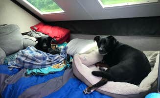 Shannon G.'s photo of camping with pets at Bicentennial Campground near New Lexington, OH