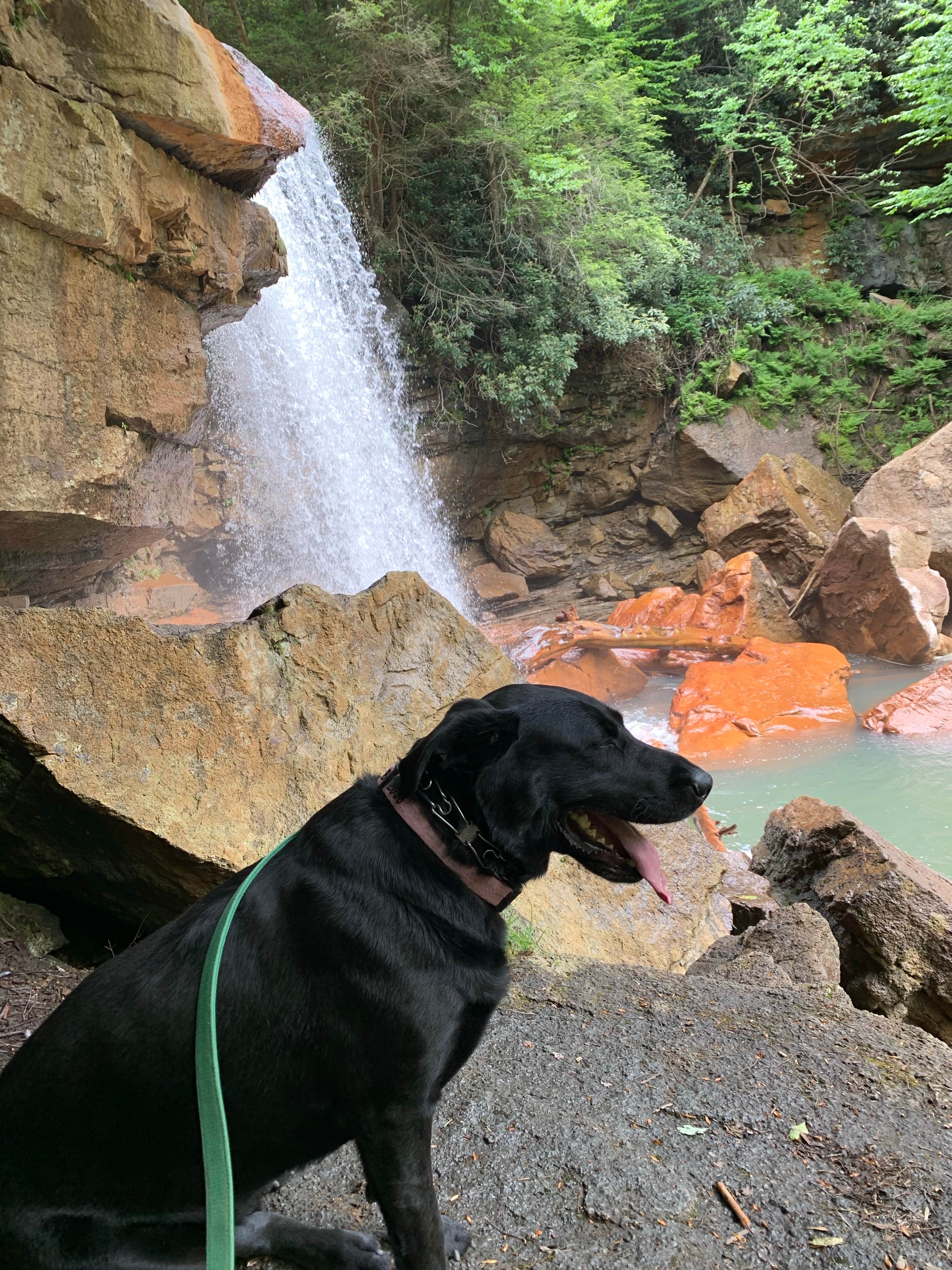 Kerrie K.'s photo of camping with pets at Five River Campground near Terra Alta, WV