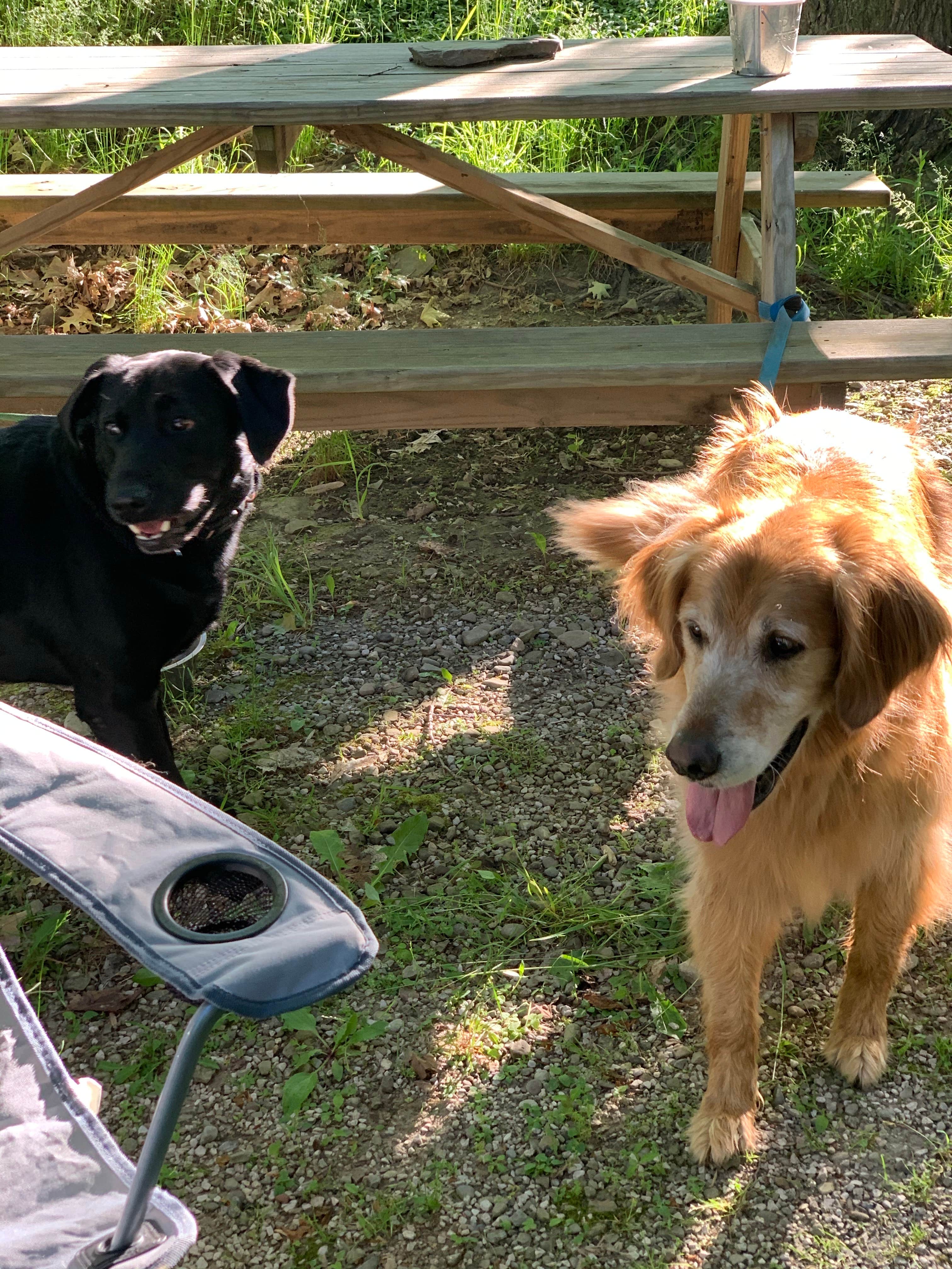 Camper-submitted photo at Five River Campground near Glady, WV