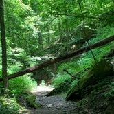Review photo of Oak Ridge Morgan-Monroe State Forest by Ron H., June 14, 2020