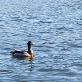 Review photo of Wilsonville Rec Area by Erik M., June 14, 2020