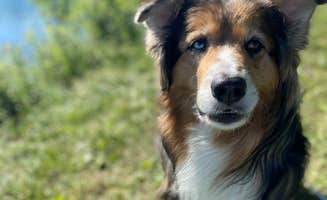 Jillian E.'s photo of camping with pets at Wiregrass Lake Metropark near Swanton, OH