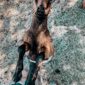 Review photo of Bierbaum Pepper Farm - Temporarily Closed by Jasmine Z., June 15, 2020