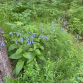 Review photo of Rosehip Campground by Megan  B., June 15, 2020