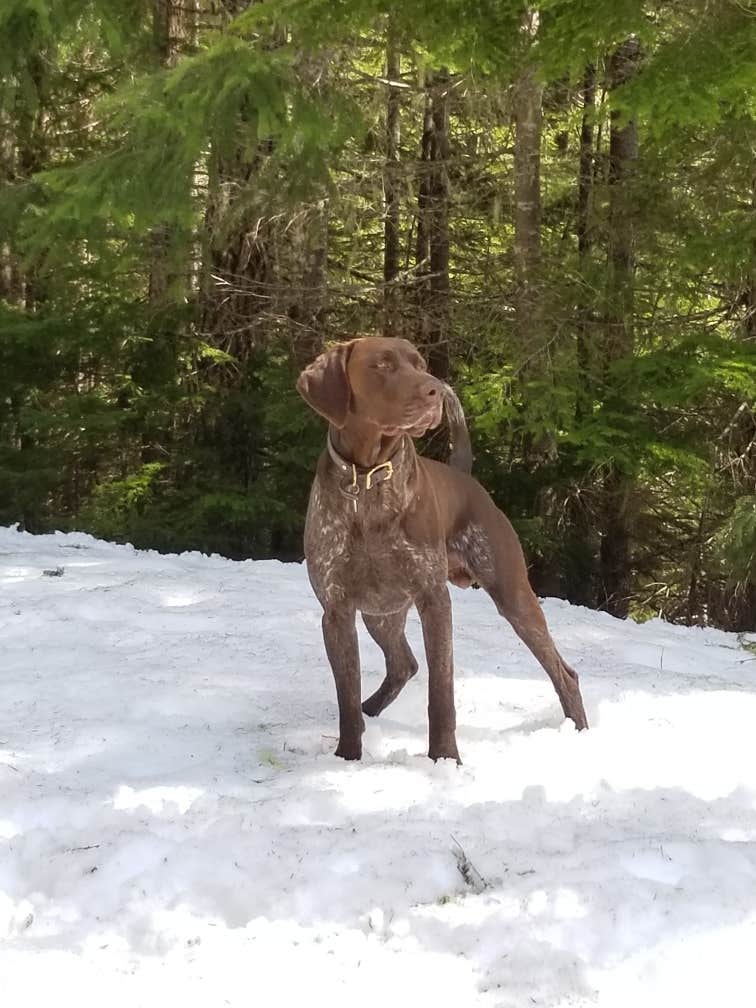 Camper-submitted photo at Soda Springs near White Pass, WA