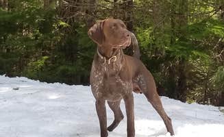 Eric H.'s photo of camping with pets at Soda Springs near Packwood, WA
