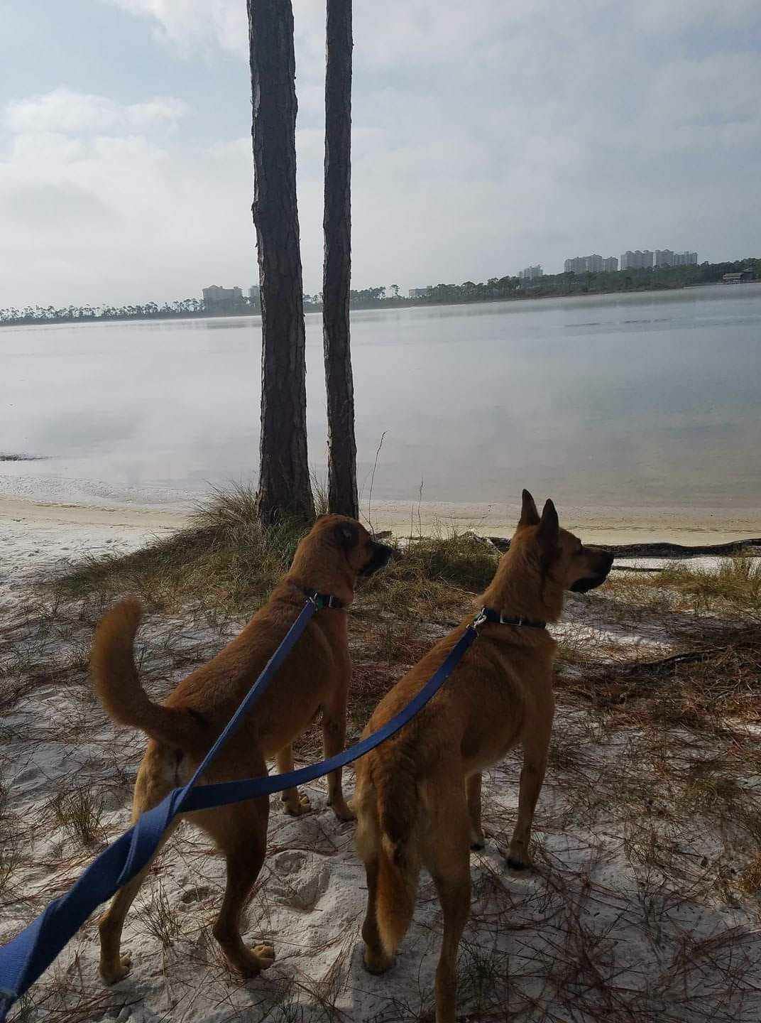 Paul G.'s photo of camping with pets at Big Lagoon State Park Campground near Foley, AL