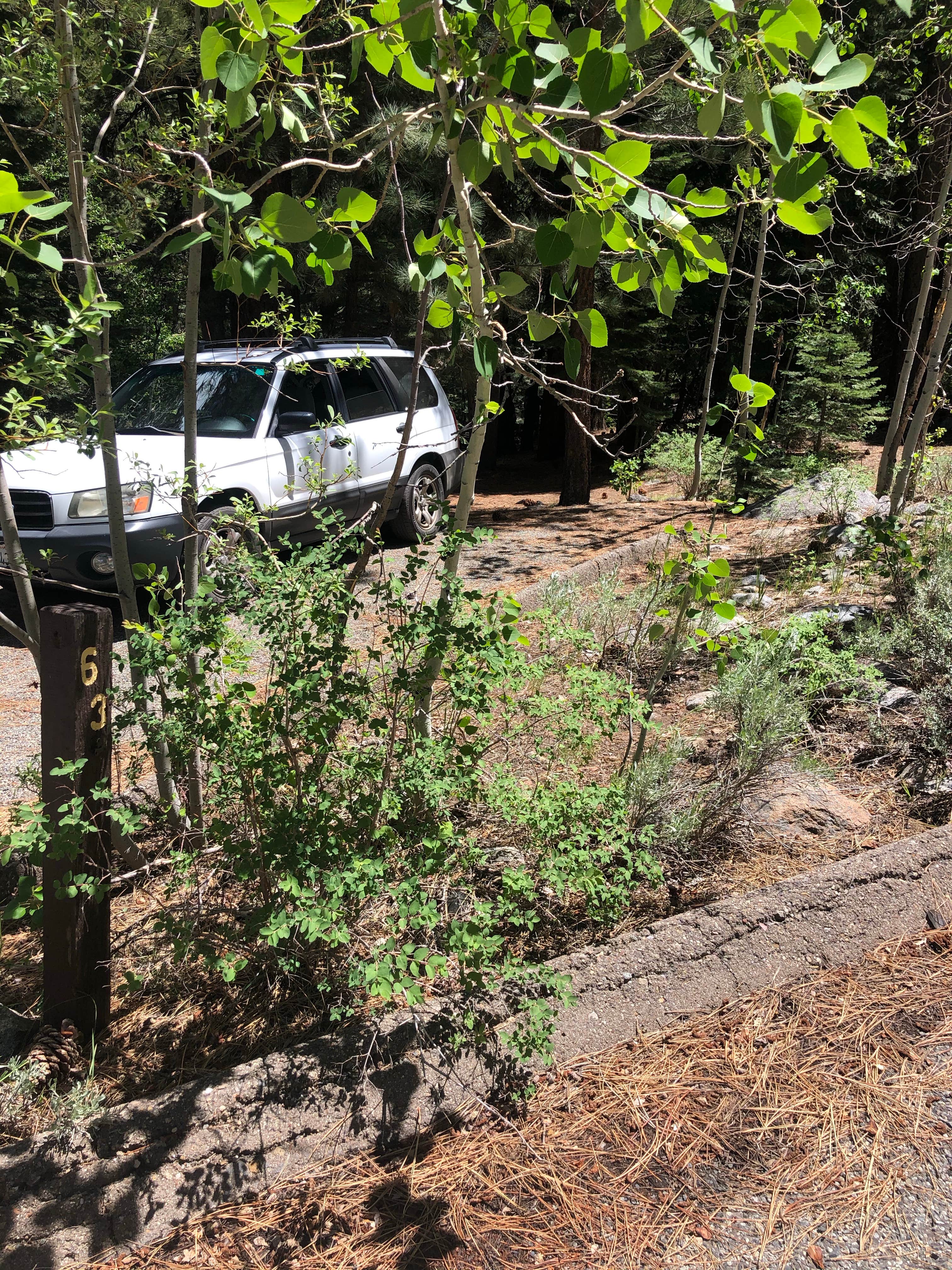 Camper-submitted photo at Buckeye Campground near Coleville, CA