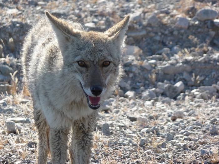 Coyote looking at camera



One of the many coyotes that inhabit Death Valley

Credit: NPS Photo