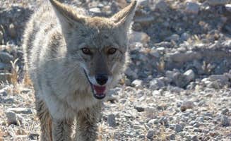 The Dyrt's photo of camping with pets at Furnace Creek Campground — Death Valley National Park near Death Valley National Park
