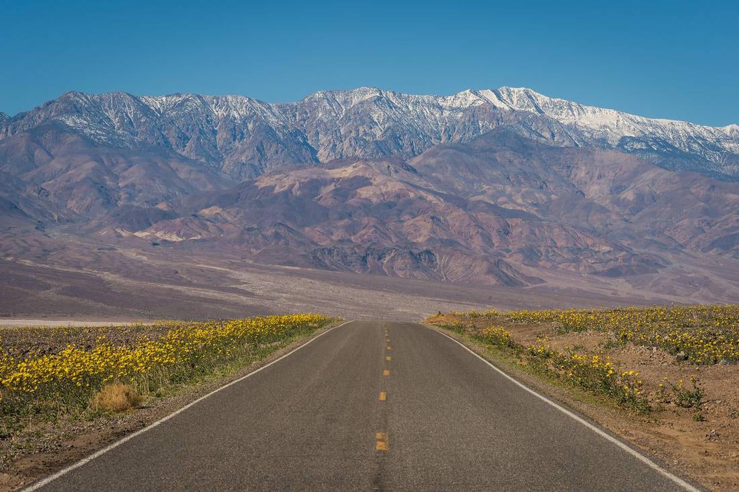 paved road lined with yellow flowers, snow-covered mountains in background



Spring in Death Valley

Credit: NPS / Kurt Moses