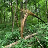 Review photo of Versailles State Park Campground by Stacey S., June 15, 2020