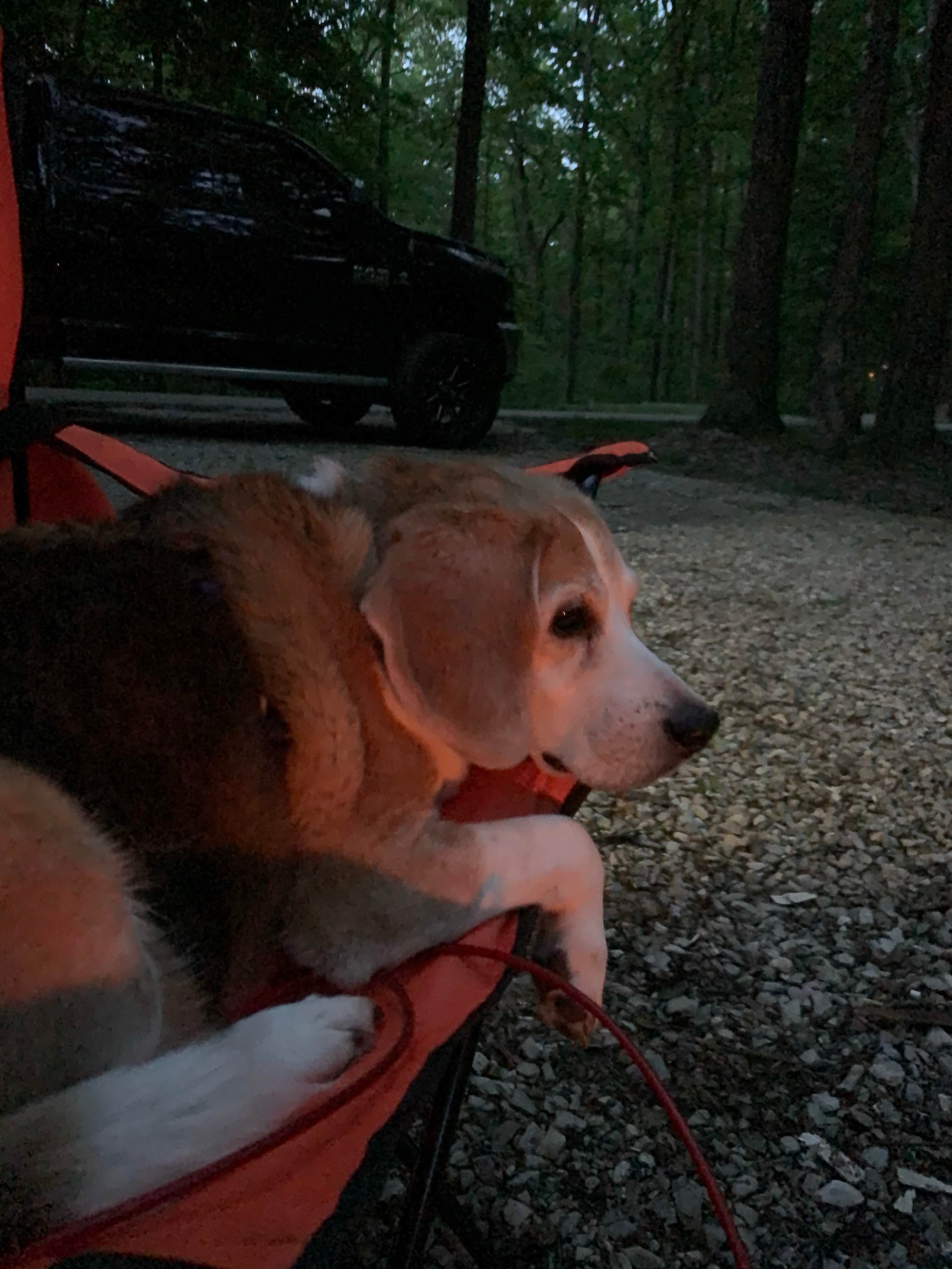 Stacey S.'s photo of camping with pets at Taylor Ridge Campground — Brown County State Park near Bloomington, IN