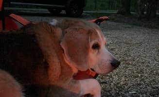 Stacey S.'s photo of camping with pets at Taylor Ridge Campground — Brown County State Park near Waverly, IN