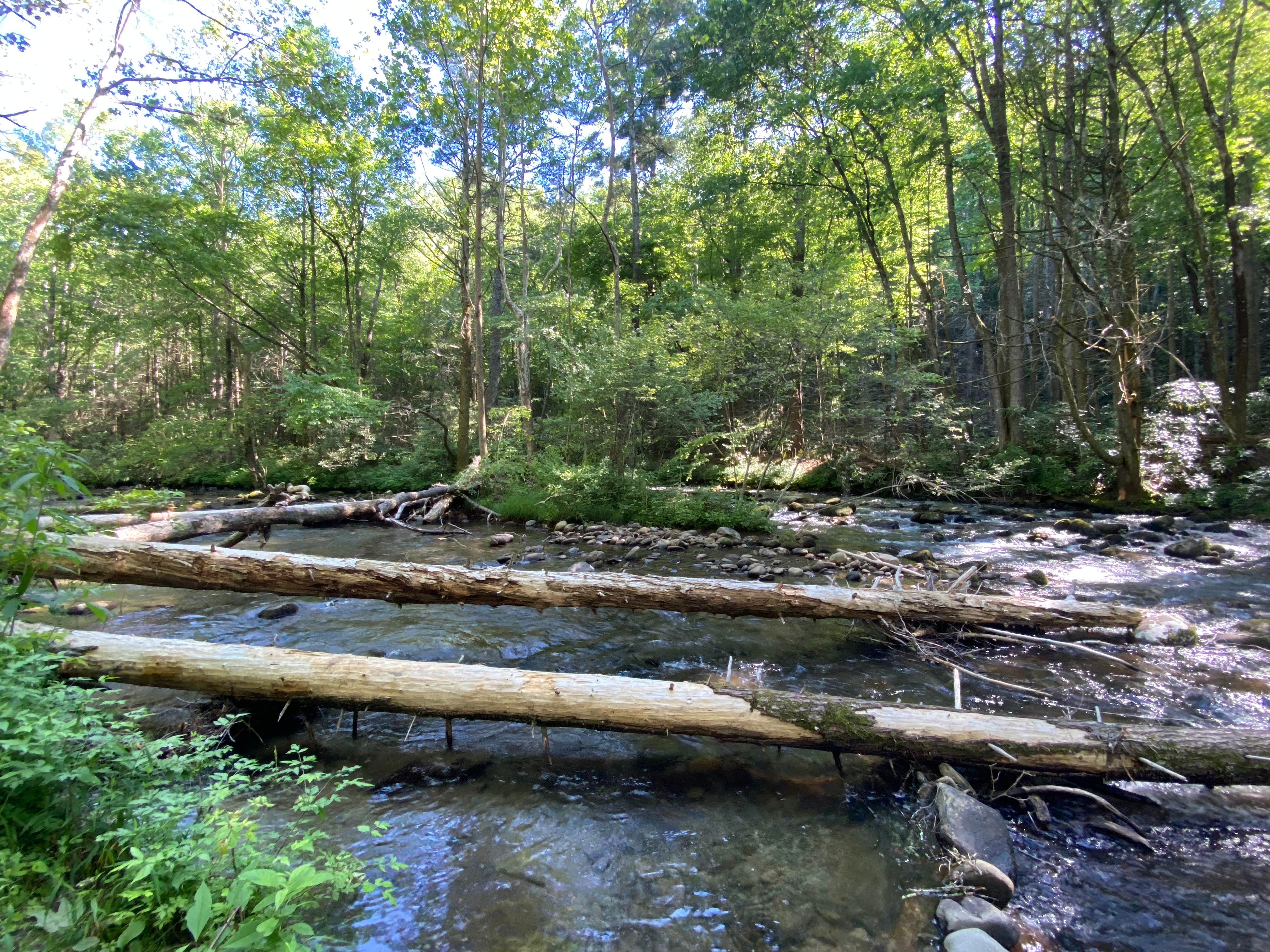 Camper submitted image from Sourwood Campground - 3