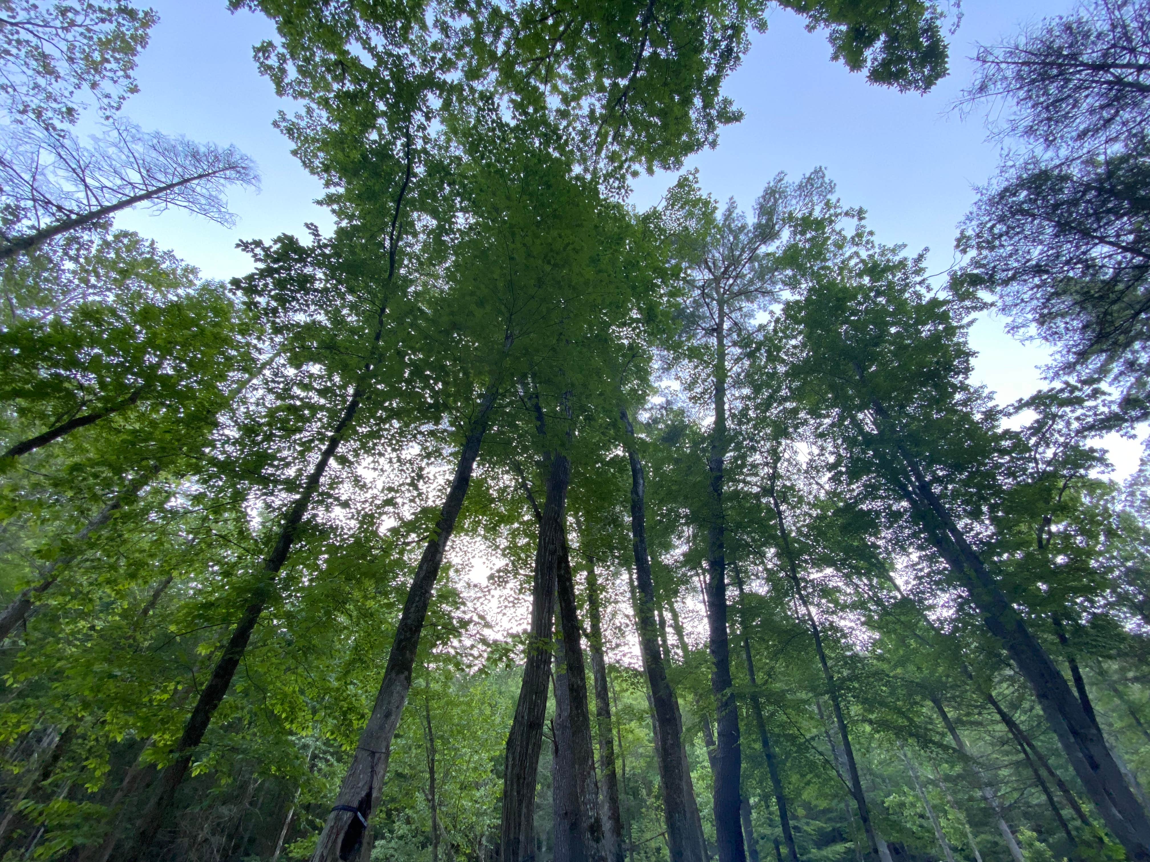 Camper submitted image from Sourwood Campground - 2