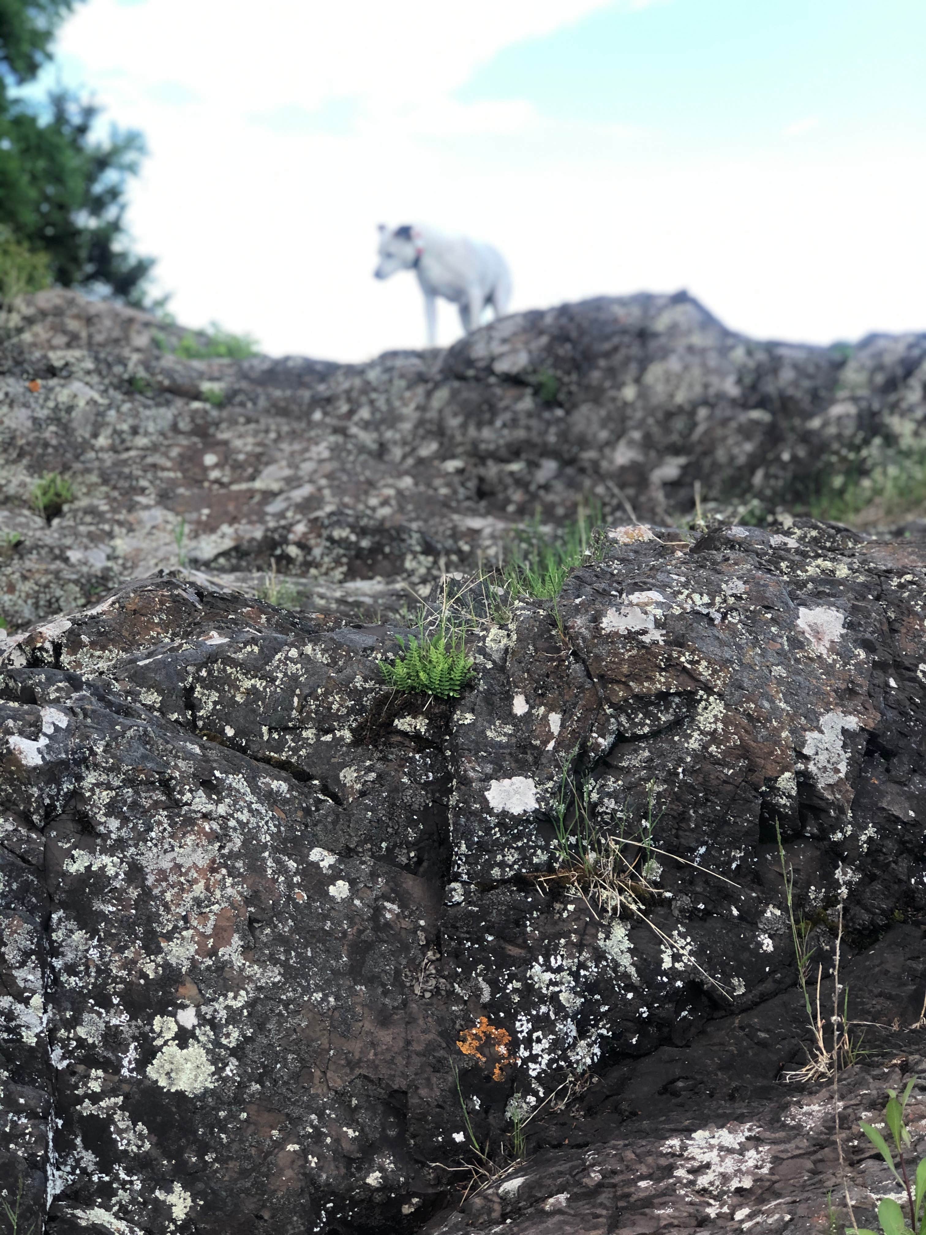 Jennifer H.'s photo of camping with pets at Lake Superior Cart-in Campground — Tettegouche State Park near Two Harbors, MN