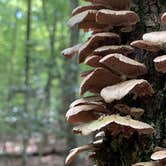 Review photo of Fall Creek Falls State Park Campground by Dan R., June 15, 2020