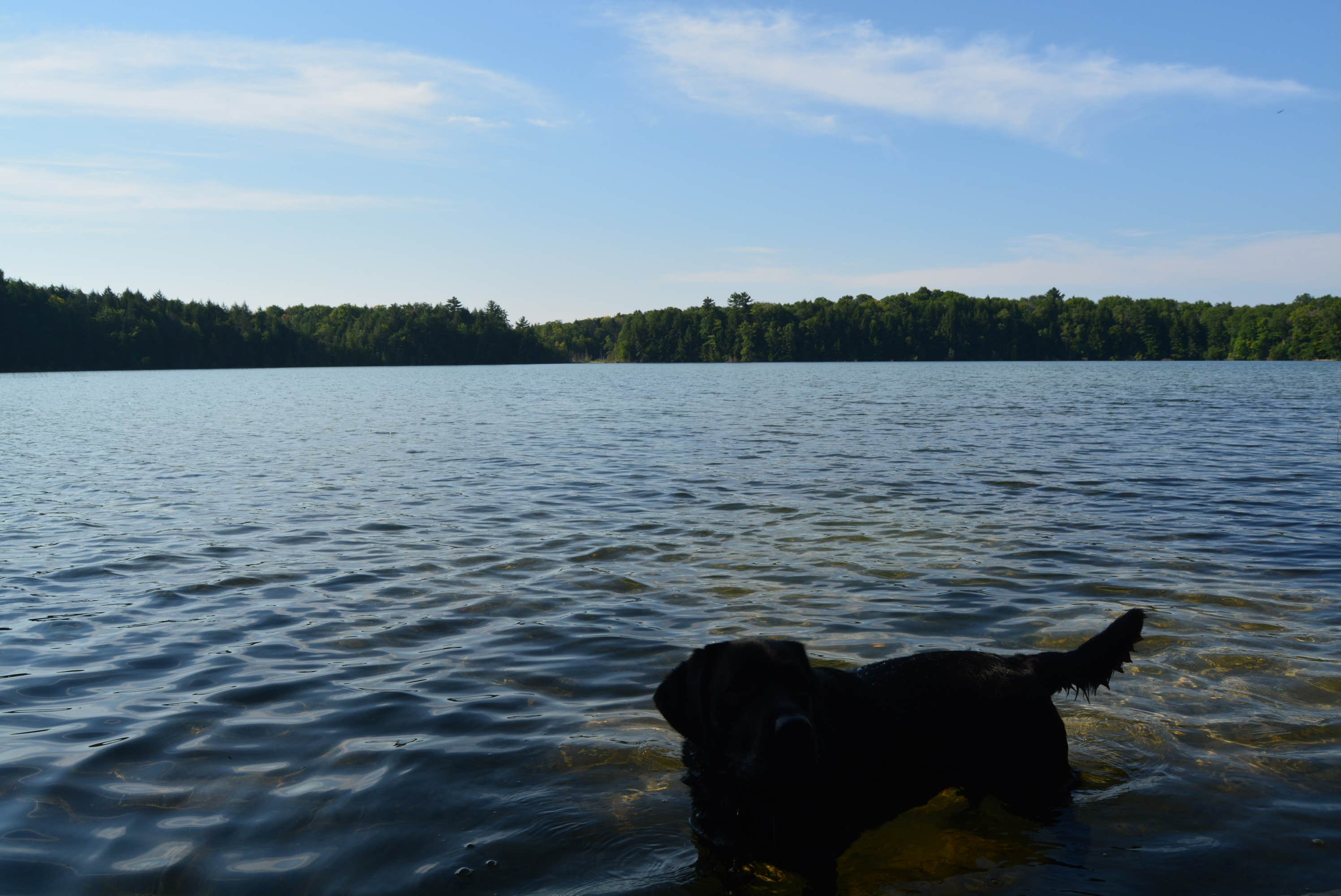 Nancy W.'s photo of camping with pets at Pete’s Lake Campground near Manistique, MI